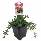 Desert Bonsai Ice Plant Trichodiadema House Plant Or Fairy Garden 2.5 inch Pot