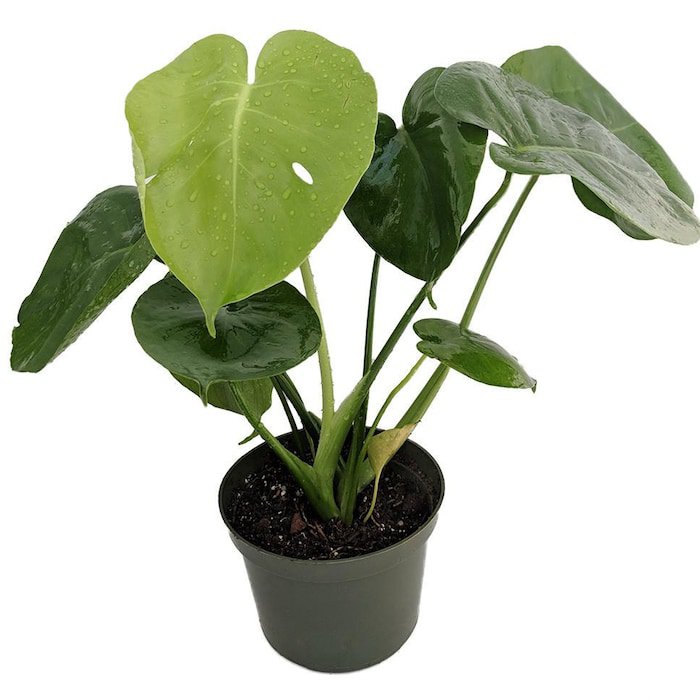 Split Leaf Philodendron 4 inch Pot Monstera Edible Fruit Pineapple Taste