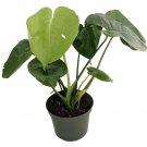 Split Leaf Philodendron 4 inch Pot Monstera Edible Fruit Pineapple Taste