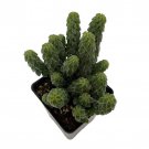 Columnar Peperomia Peperomia Columella 2.5 inch Pot Collectors Series