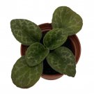 The Dark One Asian Violet Jv Primulina 2.5 inch Pot Collectors Series