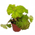 Very Rare Dr Block Begonia Plant 3.75 inch Pot Terrarium Fairy Garden Houseplant