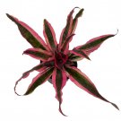 Red Baron Earth Star Plant Cryptanthus 5 inch Pot