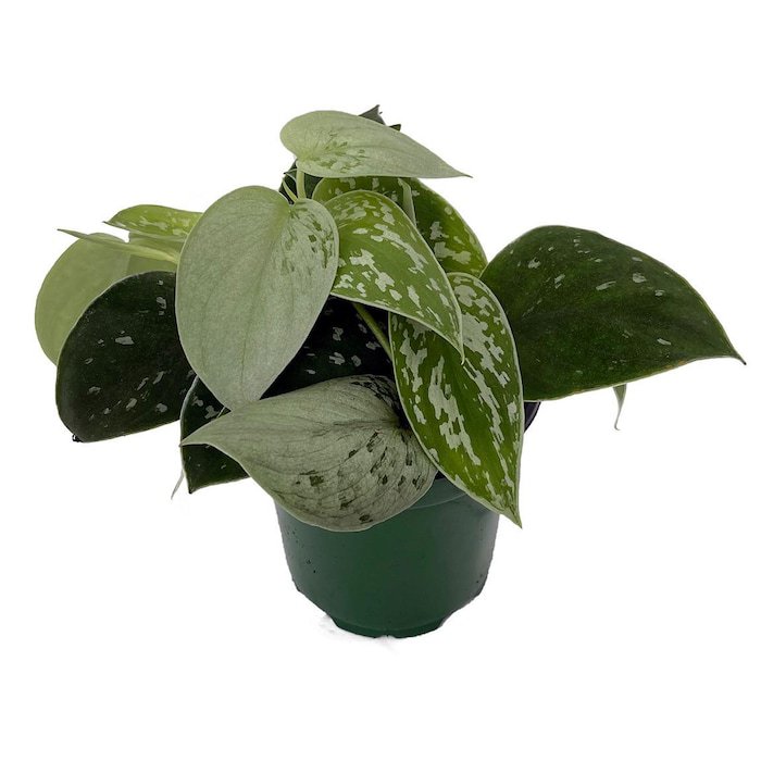 Rare Silvery Ann Philodendron Scindapus Pictus Easy 4 inch Pot