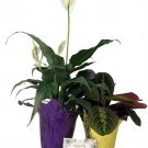 Sympathy Duo Peace Lily Prayer Plant Send Thoughts And Prayers 4 inch Pots 2 Plants
