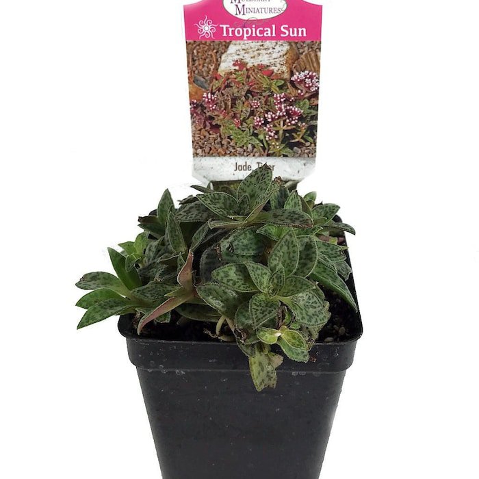 Miniature Tiger Jade Plant Crassula Easy House Plant 2.5 inch Pot