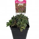 Miniature Tiger Jade Plant Crassula Easy House Plant 2.5 inch Pot