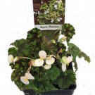 Rhinestone Begonia Plant 2.5 inch Pot Terrarium Fairy Garden House Plant