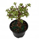 Spekboom Miracle Plant Creme Green Mini Jade Portulacaria Afra Var 4 inch Pot