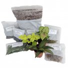Terrarium Fairy Garden Kit With 3 Plants Create Your Own Living Terrarium