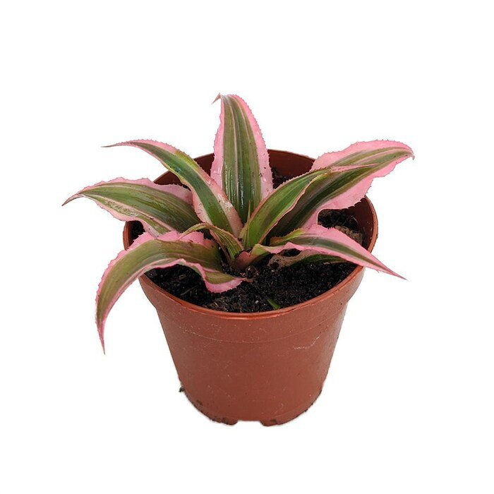Pink Earth Star Plant Cryptanthus 2 inch Pot