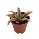 Pink Earth Star Plant Cryptanthus 2 inch Pot