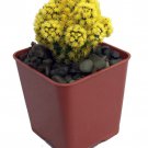 Blazing Yellow Living Desert Jewel Cactus 2 inch Pot