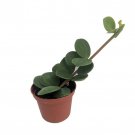 Hope Peperomia Easy Houseplant 2.5 inch Pot