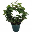 Living Wreath English Ivy Hedera 4 inch Pot With Hoop Trellis Indoors