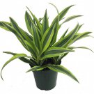 Gold Star Madagascar Dragon Tree Dracaena 6 inch Pot