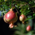 Dwarf Pomegranate Plant Punica Bonsai Houseplant Outdoors Edible 6 inch Pot