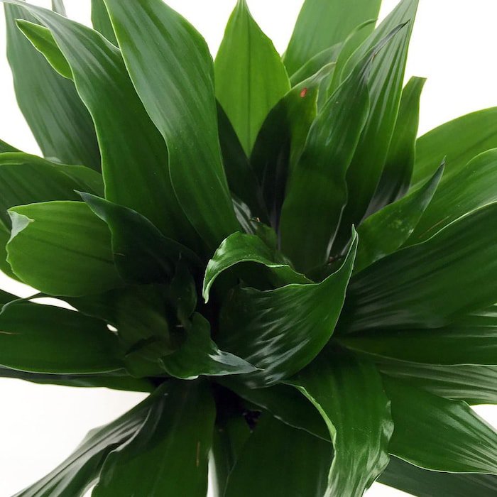 Janet Craig Dragon Tree Dracaena Fragrans 6 inch Pot