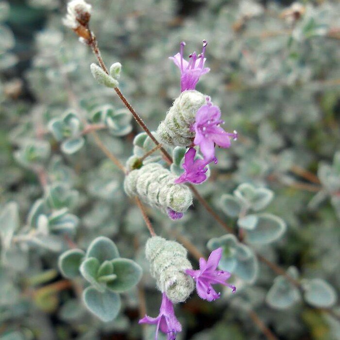 Micro Silver Oregano Edible Herb 2.5 inch Pot Terrarium Fairy Garden Houseplant