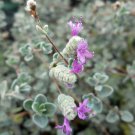 Micro Silver Oregano Edible Herb 2.5 inch Pot Terrarium Fairy Garden Houseplant