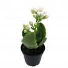 White Calandiva Plant 2.5 inch Pot Kalanchoe Bright White Double Blooms