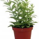 Bolero Bicolor Lipstick Plant 4 inch Pot Aeschynanthus