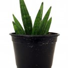 Hedgehog Snake Plant Sanseveria 4 inch Pot Collectors Series