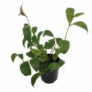 Black Pagoda Lipstick Vine 4 inch Pot Aeschynanthus Marmoratus