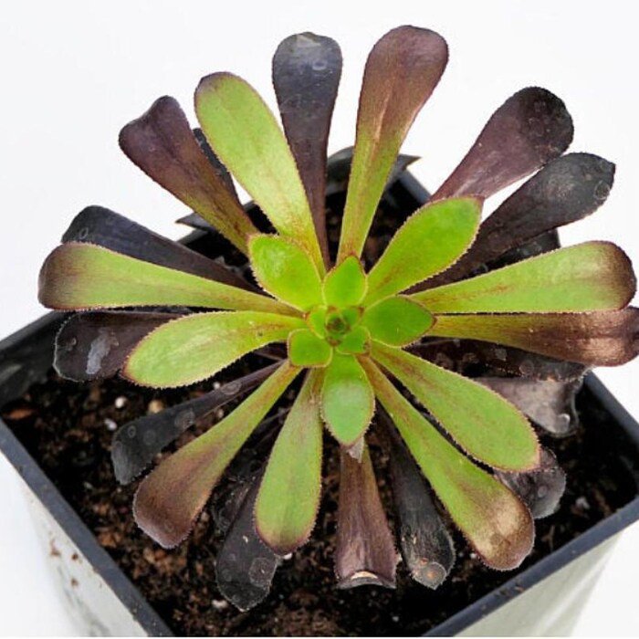 Black Rose Tree Aeonium Arboreum Zwartkop Rare Collectors Series 2 inch Pot