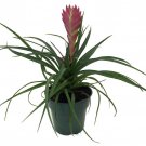 Hawaiian Pink Quill Plant Exotic Easy Tillandsia 4 inch Pot