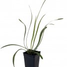 Variegated Lilyturf Liriope Groundcover 2.5 inch Pot Live Plant