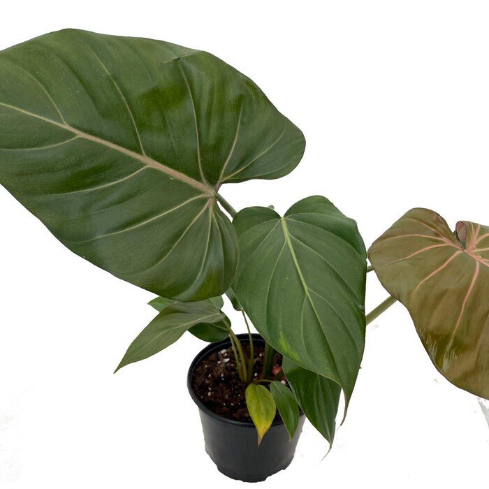 Summer Glory Philodendron Collectors Series 6 inch Pot