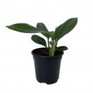 Dragon Tail Rhaphidophora Decursiva The Giant Climber 4 inch Pot