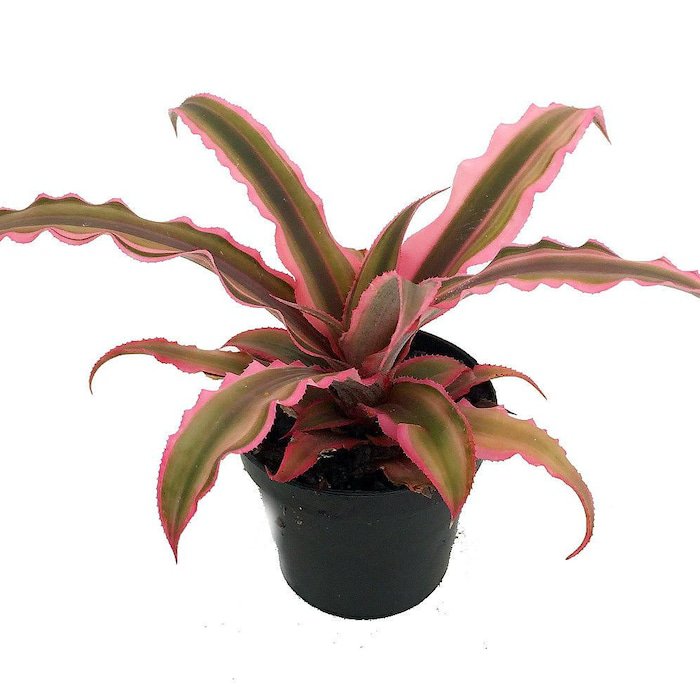 Pink Earth Star Plant Cryptanthus 2.5 inch Pot