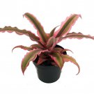 Pink Earth Star Plant Cryptanthus 2.5 inch Pot