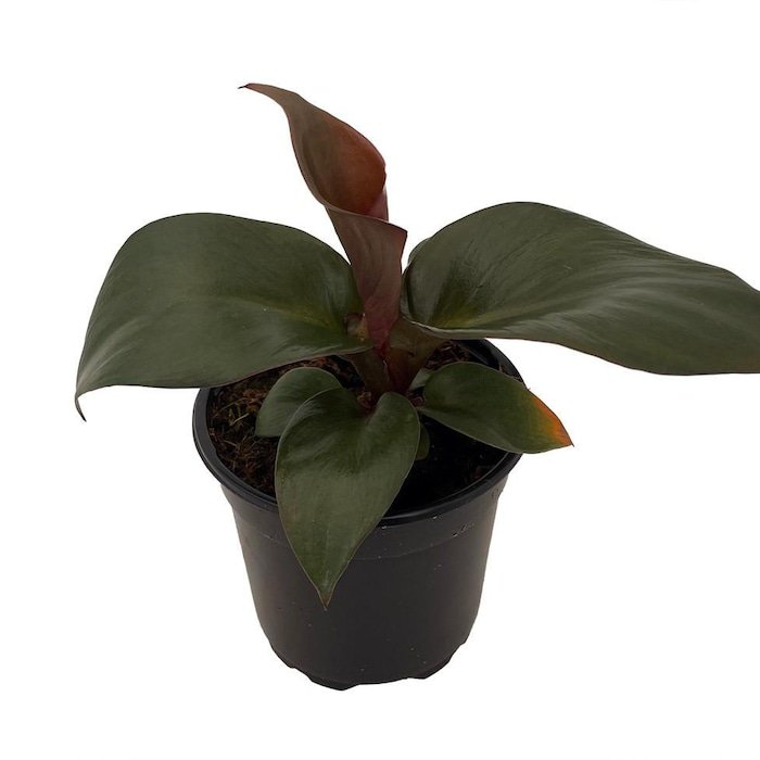 Red Heart Philodendron 4 inch Pot Collectors Series