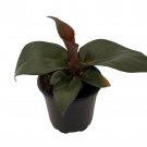 Red Heart Philodendron 4 inch Pot Collectors Series
