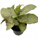 Milk Confetti Arrowhead Plant Syngonium Nepthytis 4 inch Pot