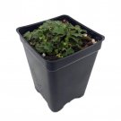 Chiquita Miniature Coral Bells Heuchera 2.5 inch Pot