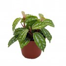 Aluminum Plant Pilea Cadierei Showy House Plant 2.5 inch Pot