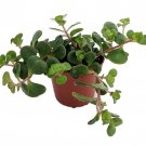 Emerald Green Sedum Sedum Spurium Makinoi 2.5 inch Pot Fairy Garden House Plant
