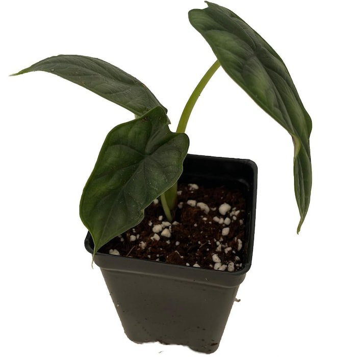 Dragon Scale African Mask Plant Alocasia 2.5 inch Pot