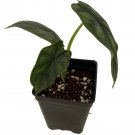 Dragon Scale African Mask Plant Alocasia 2.5 inch Pot