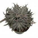 Pale Rider Sawblade Dyckia Plant 4 inch Pot Succulent Bromeliad