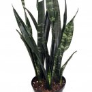 Black Coral Snake Plant Sansevieria Almost Impossible To Kill 6 inch Pot