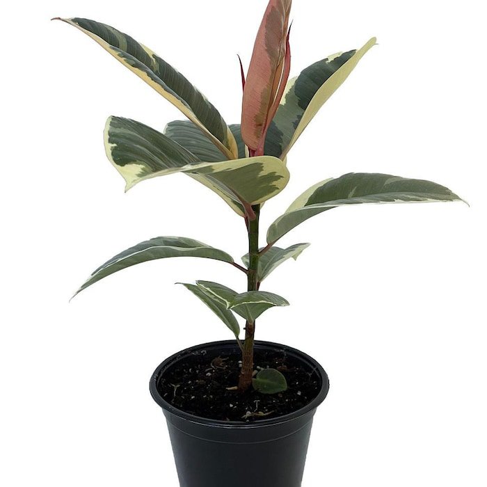 Tineke Rubber Tree Plant Ficus New Yet Very Old 6 inch Pot
