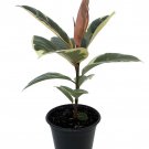 Tineke Rubber Tree Plant Ficus New Yet Very Old 6 inch Pot