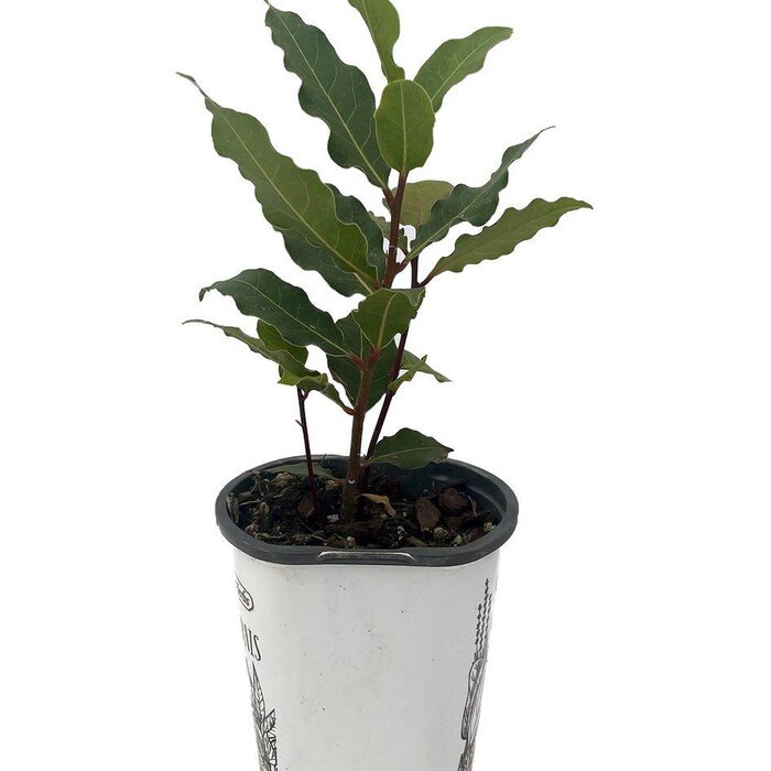 Bay Laurel Herb Laurus Nobilis 4.33 inch Pot Live Plant