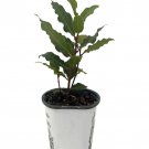 Bay Laurel Herb Laurus Nobilis 4.33 inch Pot Live Plant