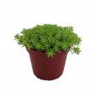 Fine Green Leaf Sedum Stonecrop Fairy Garden Indoors Out 2.5 inch Pot